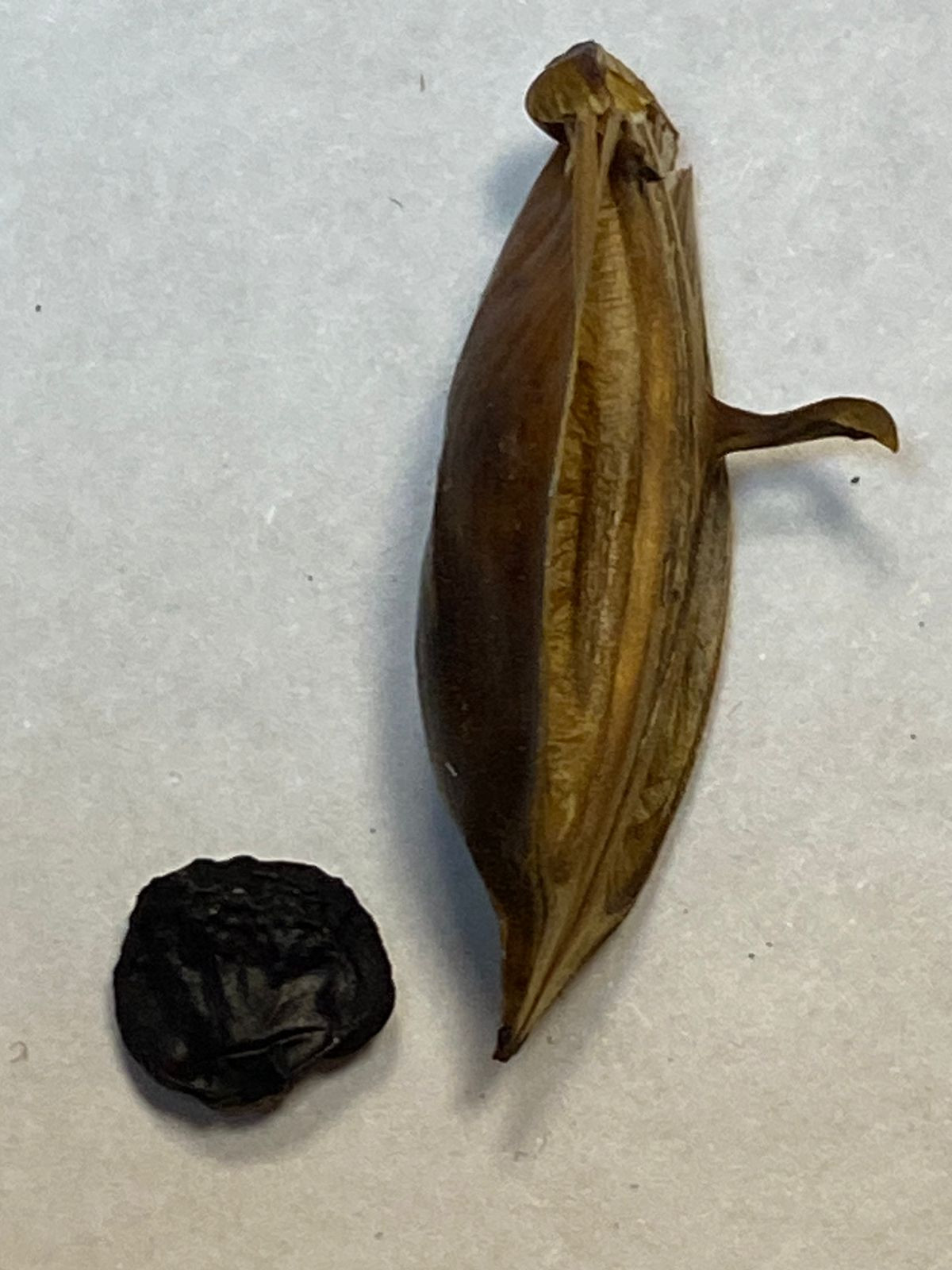 6. Соцветие аканта с плодами, плоды и семена аканта