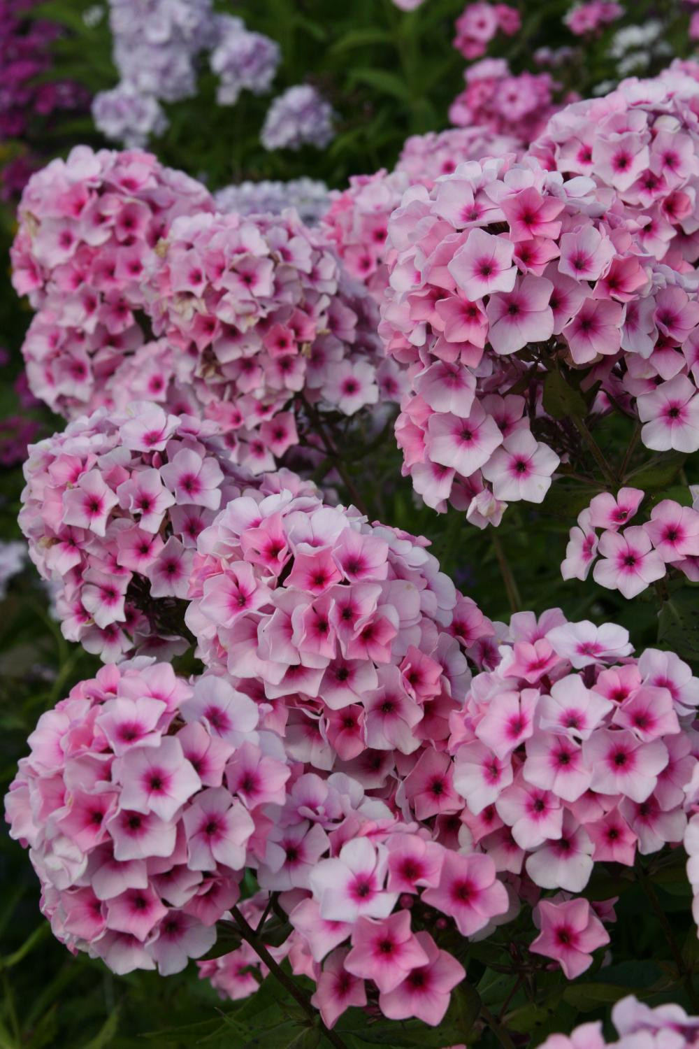 6. ‘Мозаика’