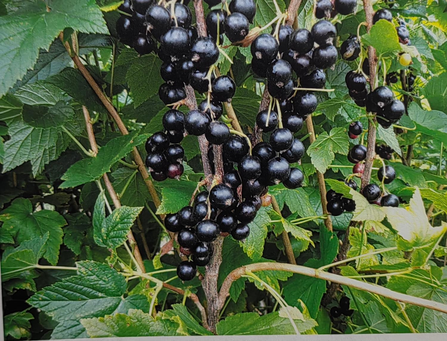 6. ‘Подарок Астахова’