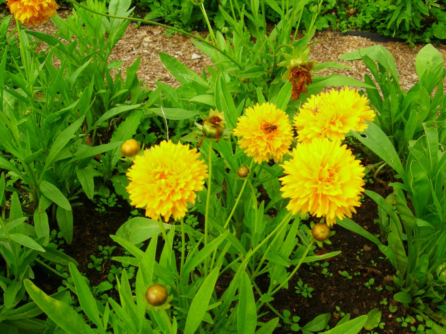 6. Кореопсис крупноцветковый, махровая форма