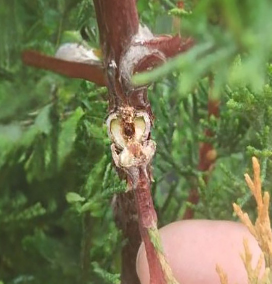 6. Ход в молодой веточке