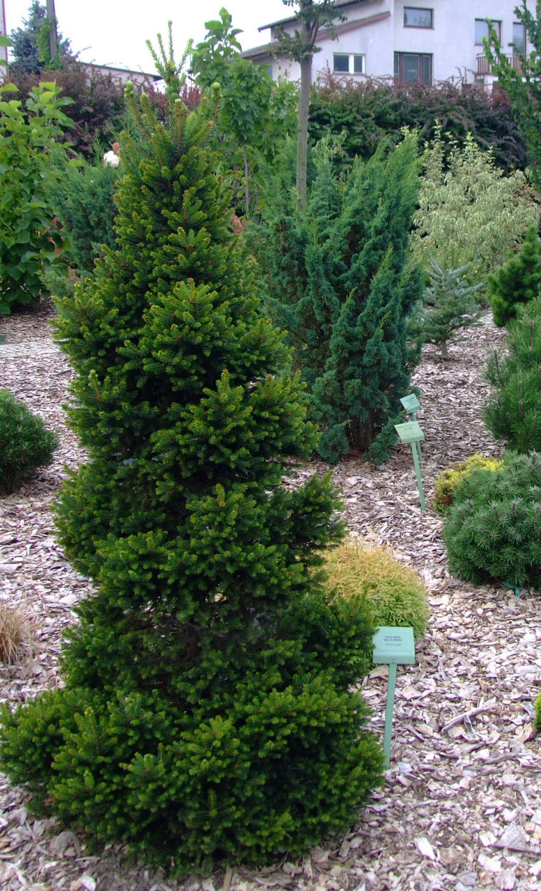 6. ‘Wills Zwerg’ в коллекции, в августе