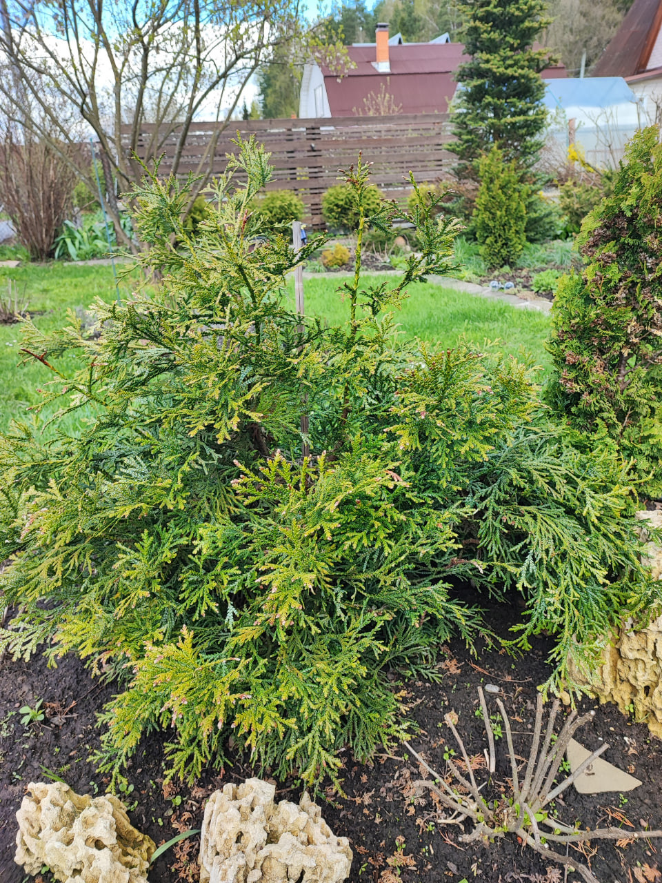 Туевик долотовидный ‘Nana’