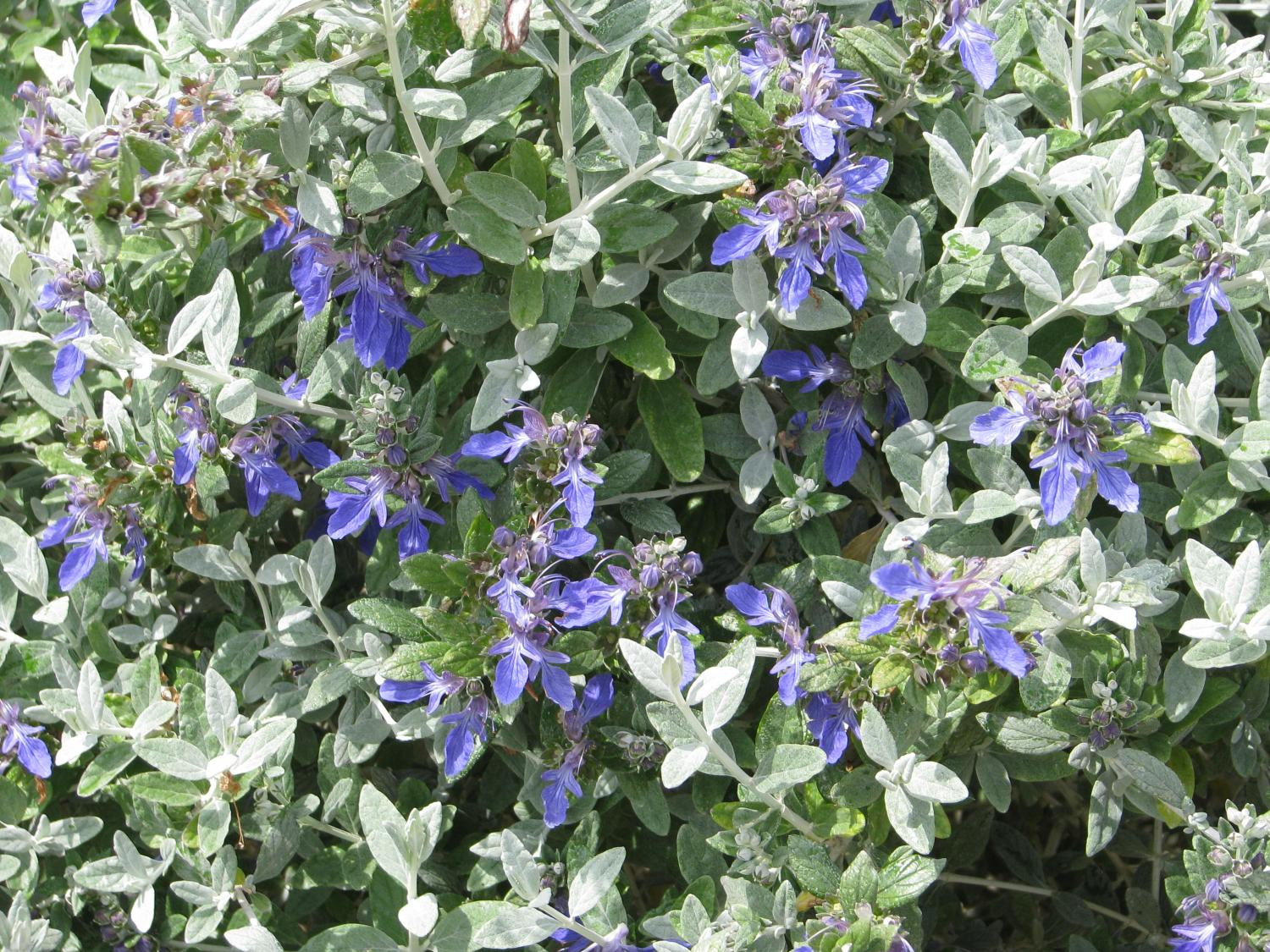 Дубровник кустарниковый ‘Azureum’