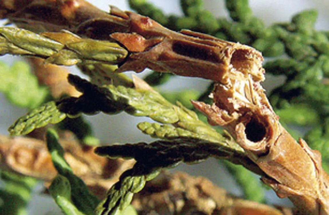 7. Ход внутри живой веточки