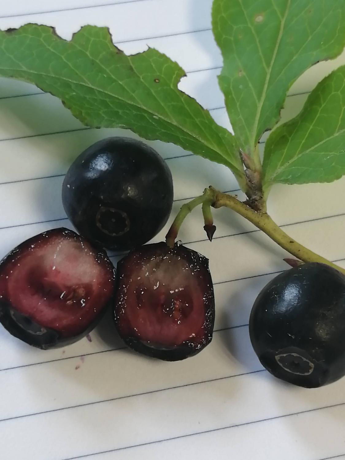 Ягоды черники Смолла в разрезе