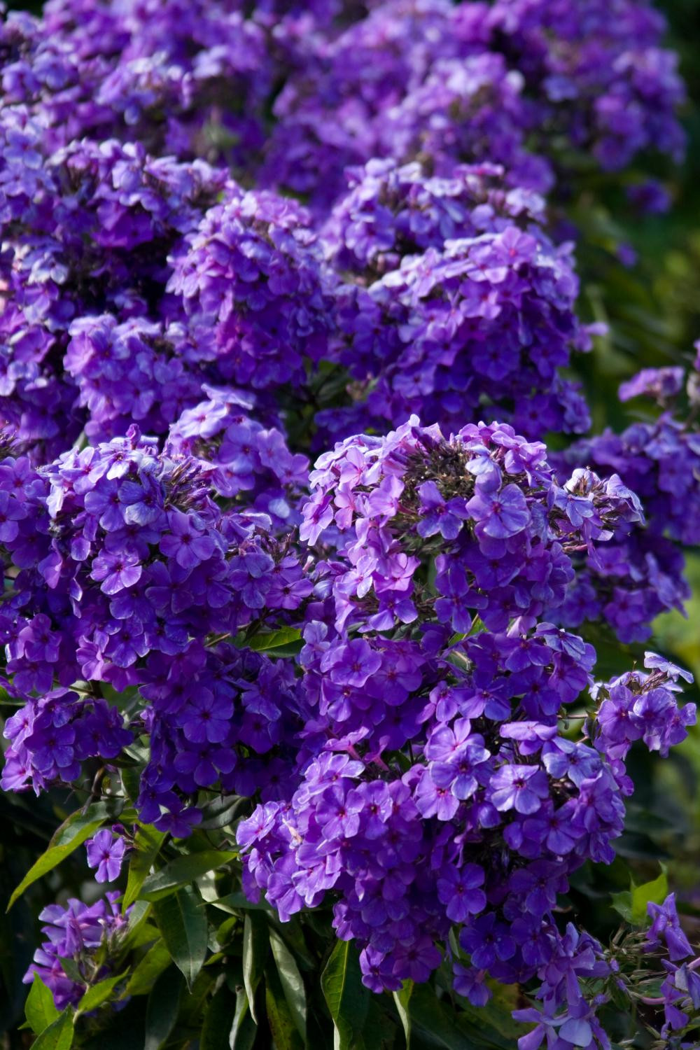 7. ‘Орфей’
