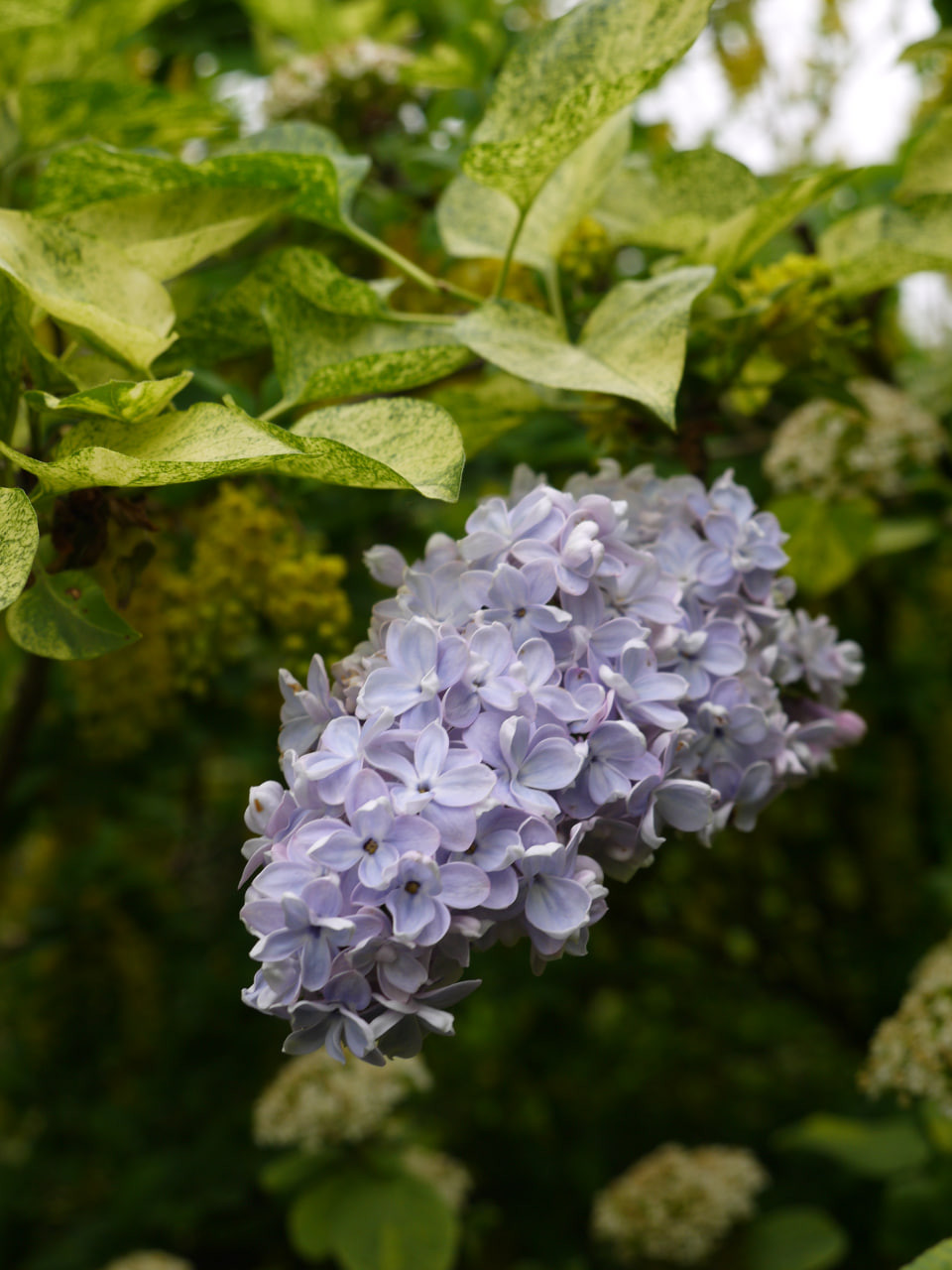 7. ‘Aucubaefolia’ (‘Аукубафолия’)