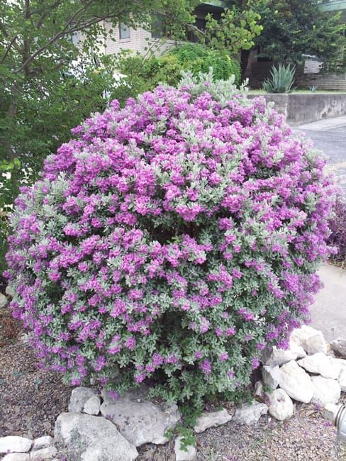 7. Леукофиллум кустарниковый (Leucophyllum frutescens (Berland.) I.M. Johnst.)