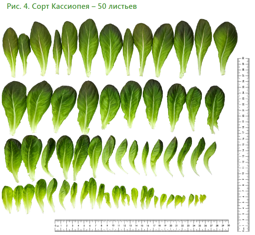 Салатный микс