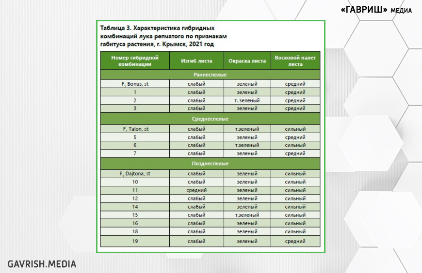 Таблица 3. Характеристика гибридных комбинаций лука репчатого по признакам габитуса растения, г. Крымск, 2021 год
