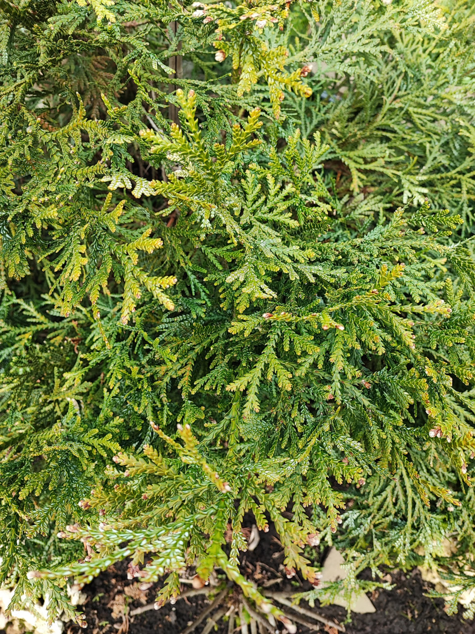 Листья туевика долотовидного ‘Nana’