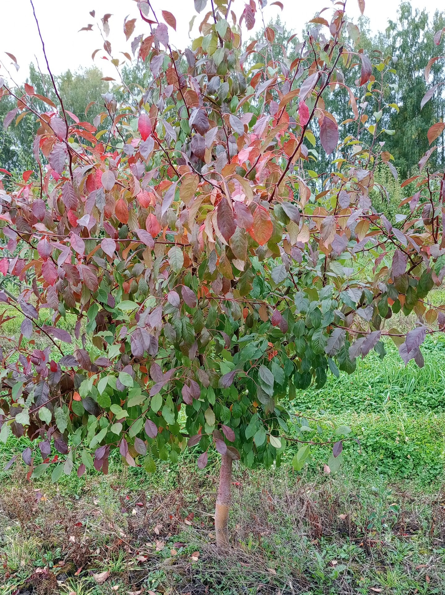 7. Один из яблонево-грушевых гибридов первого поколения: а – общий вид;