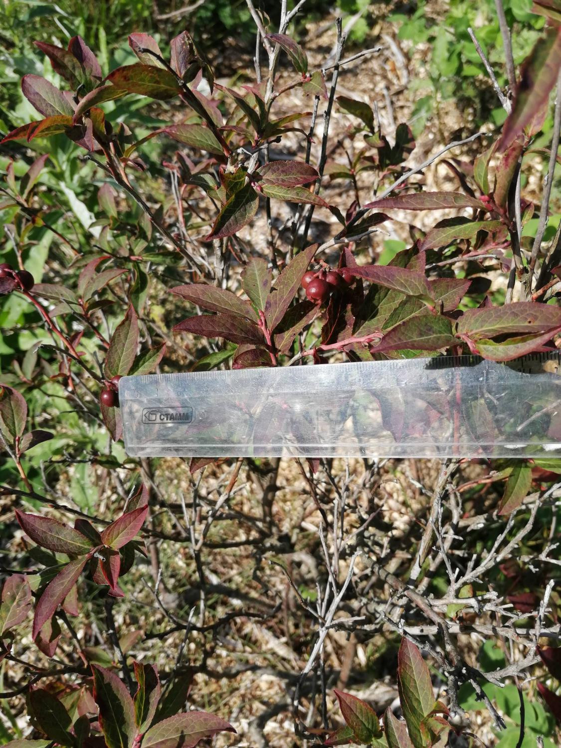 Однолетние побеги осенью розовеют до пурпура вместе с листвой