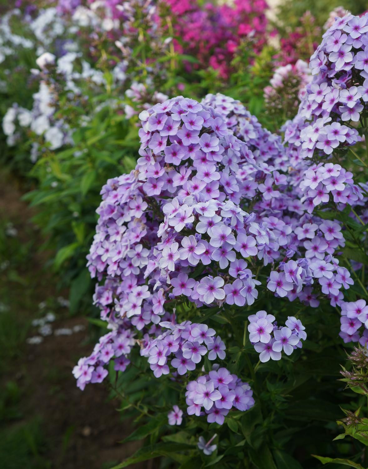 8. ‘Вечерница’