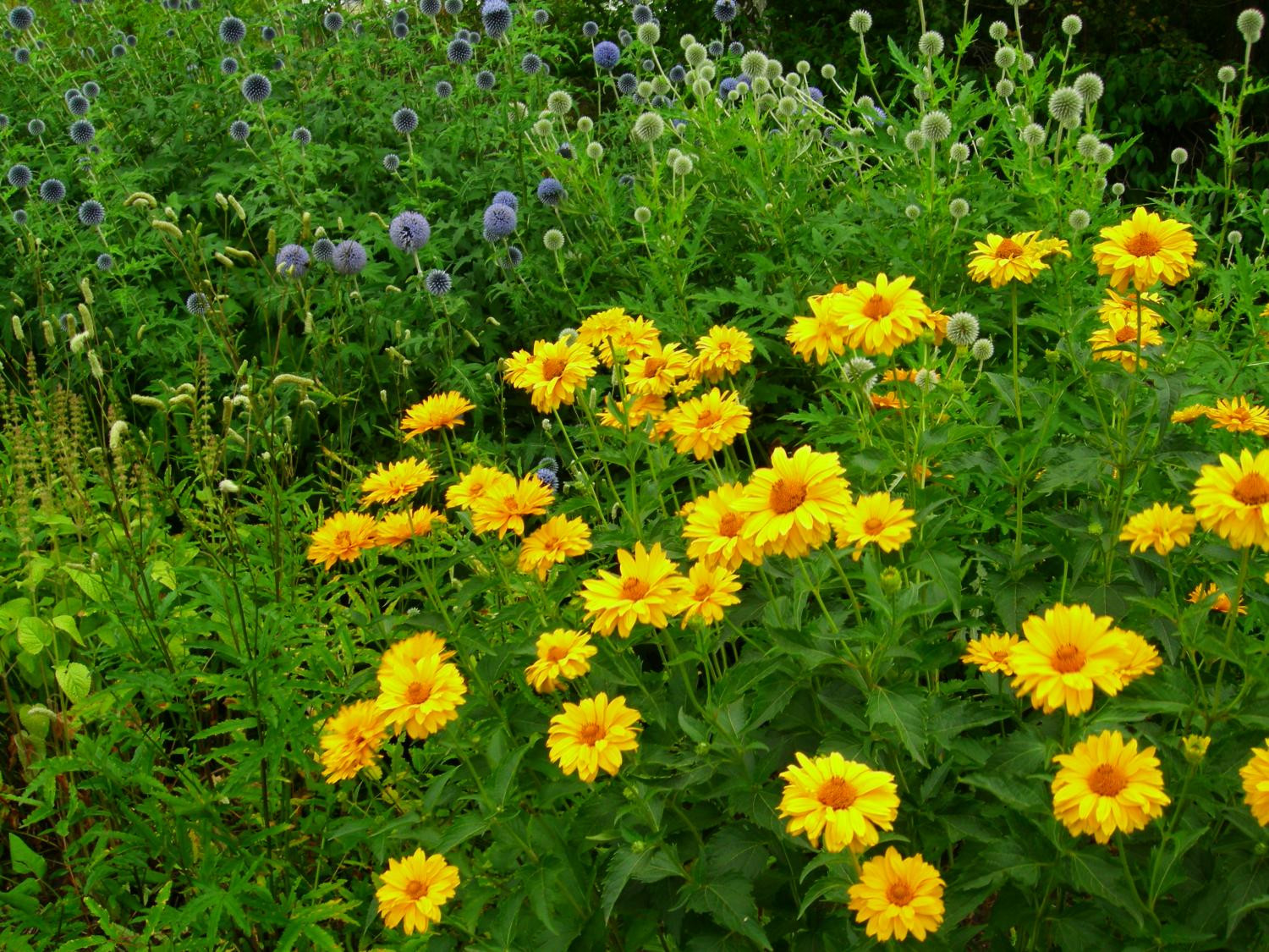 8. Гелиопсис шероховатый (Heliopsis scabra Dunal) в цветнике