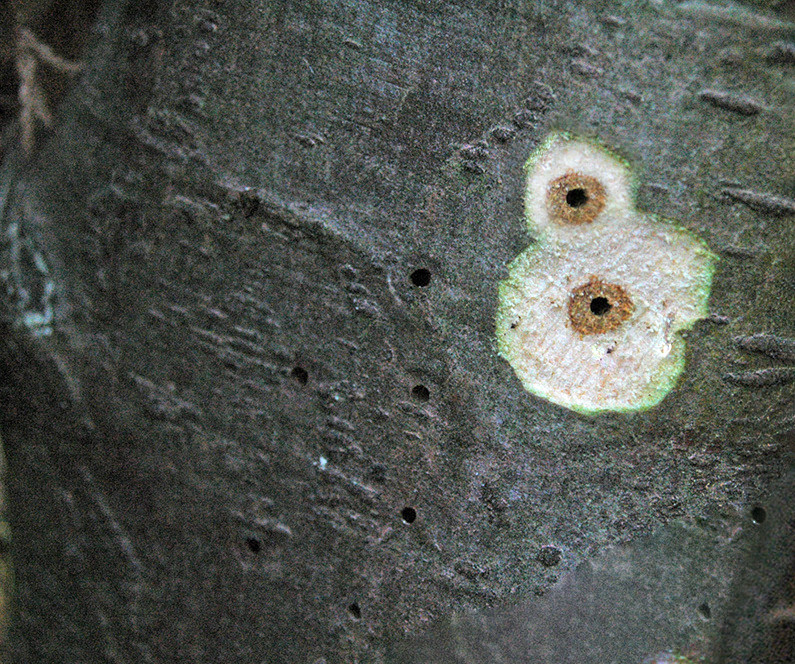 8. Ходы в стволе взрослого дерева