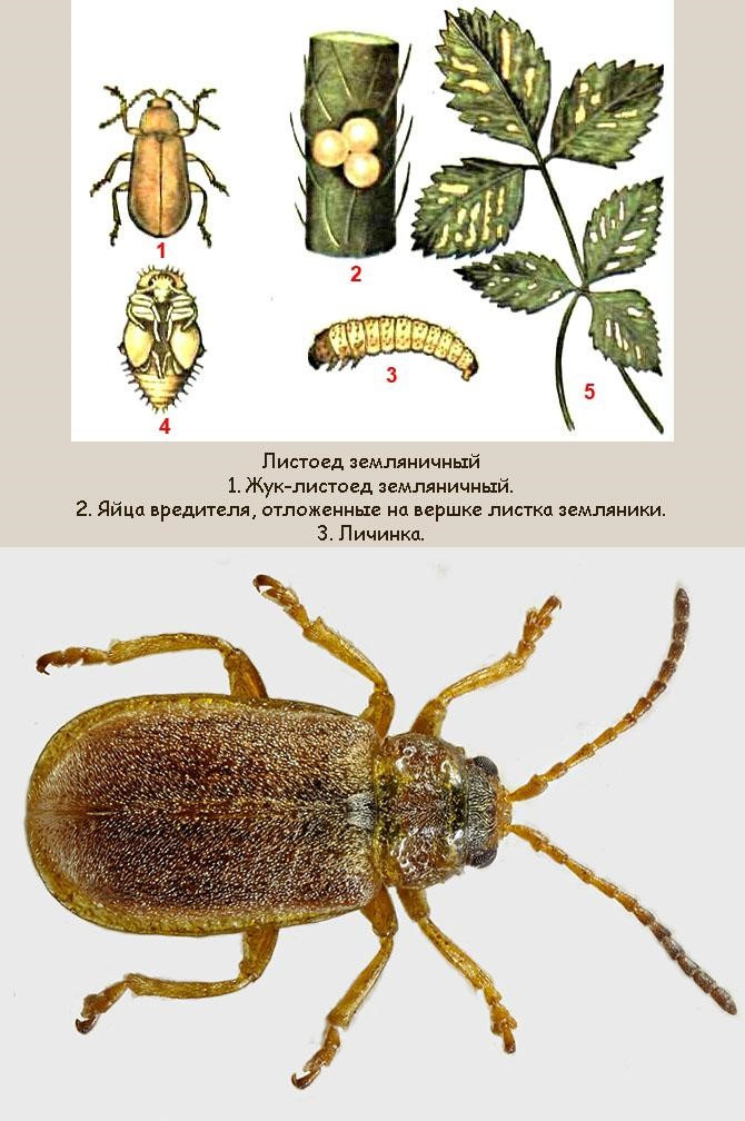 Земляничный листоед: 1 — взрослое насекомое; 2 — кладка яиц; 3 — личинка; 4 — куколка; 5 — листья, повреждённые листоедом