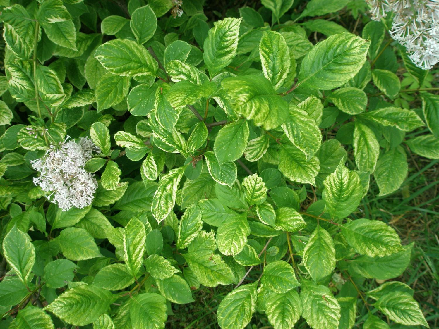 8. ‘Золотой Амур’