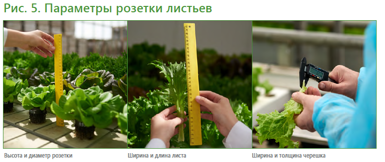 Салатный микс