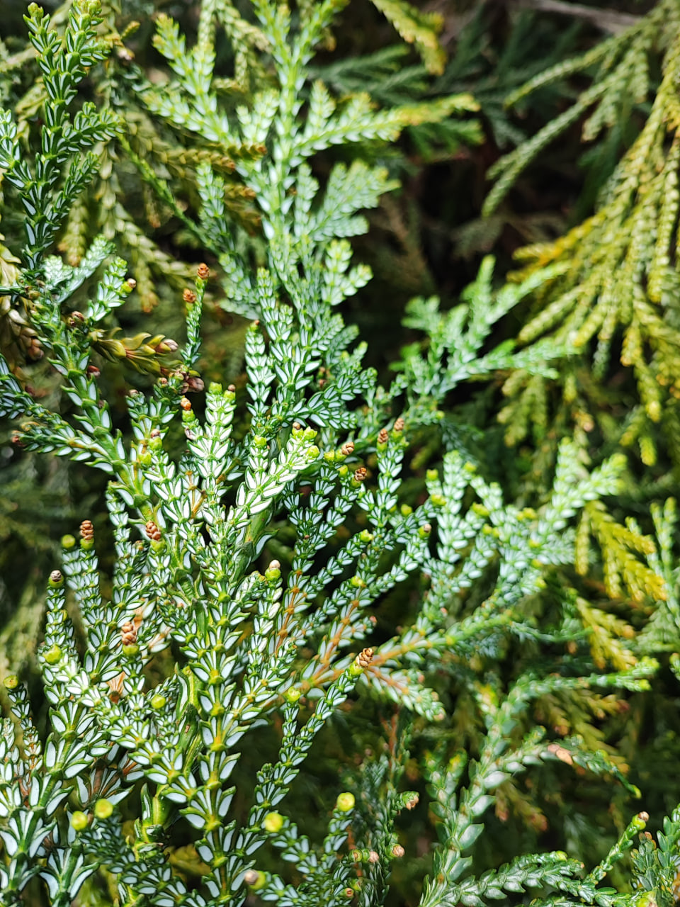 Нижняя сторона листьев туевика долотовидного ‘Nana’