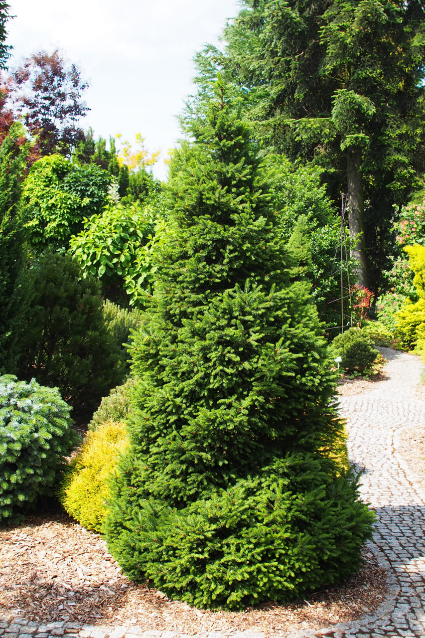 8. То же растение через 5 лет в июне