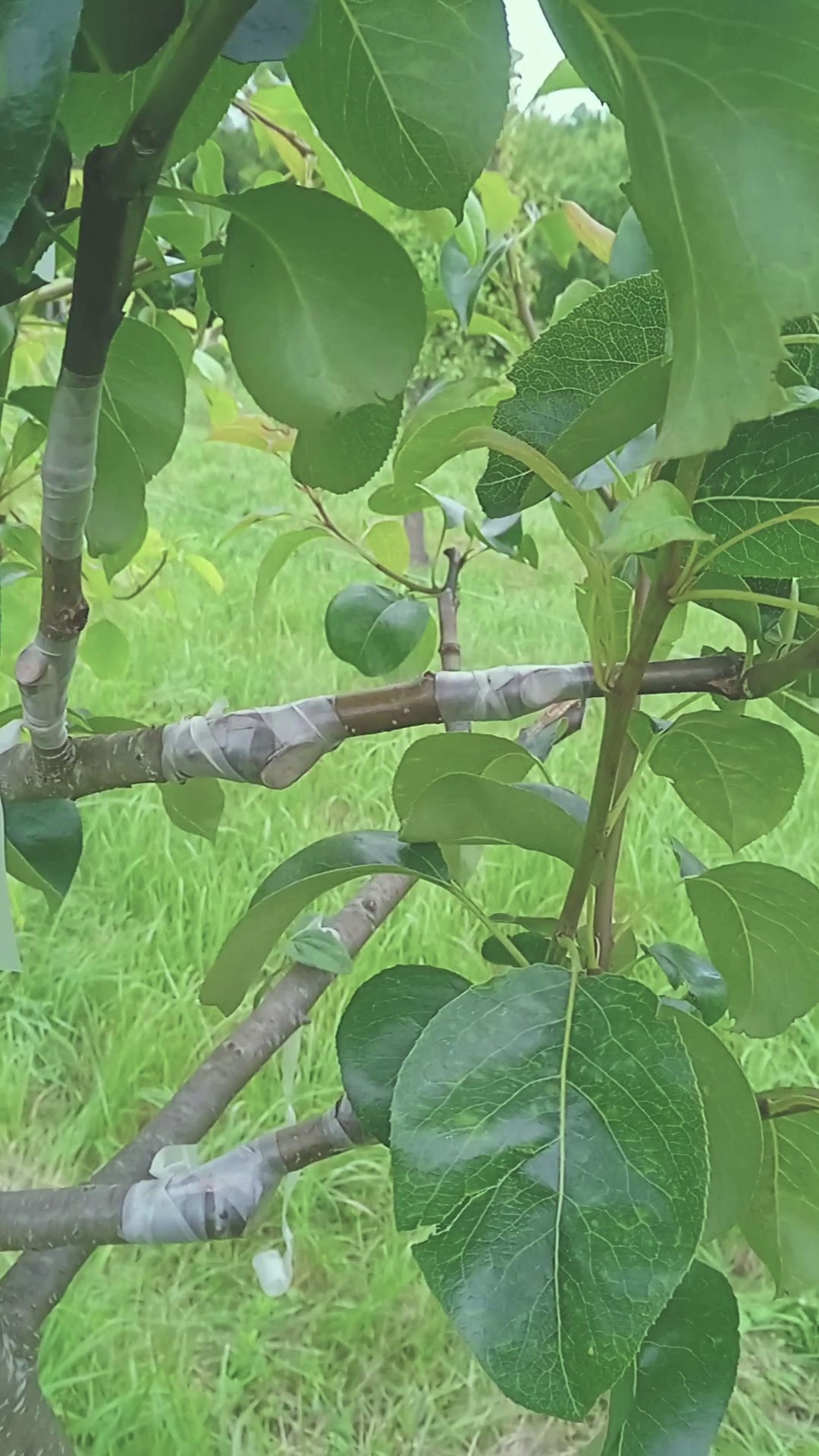 8. Однолетние прививки груши ‘Завея’ в крону яблони через совместимый интеркаляр (яблонево-грушевый гибрид первого поколения): а – только что сделанная прививка