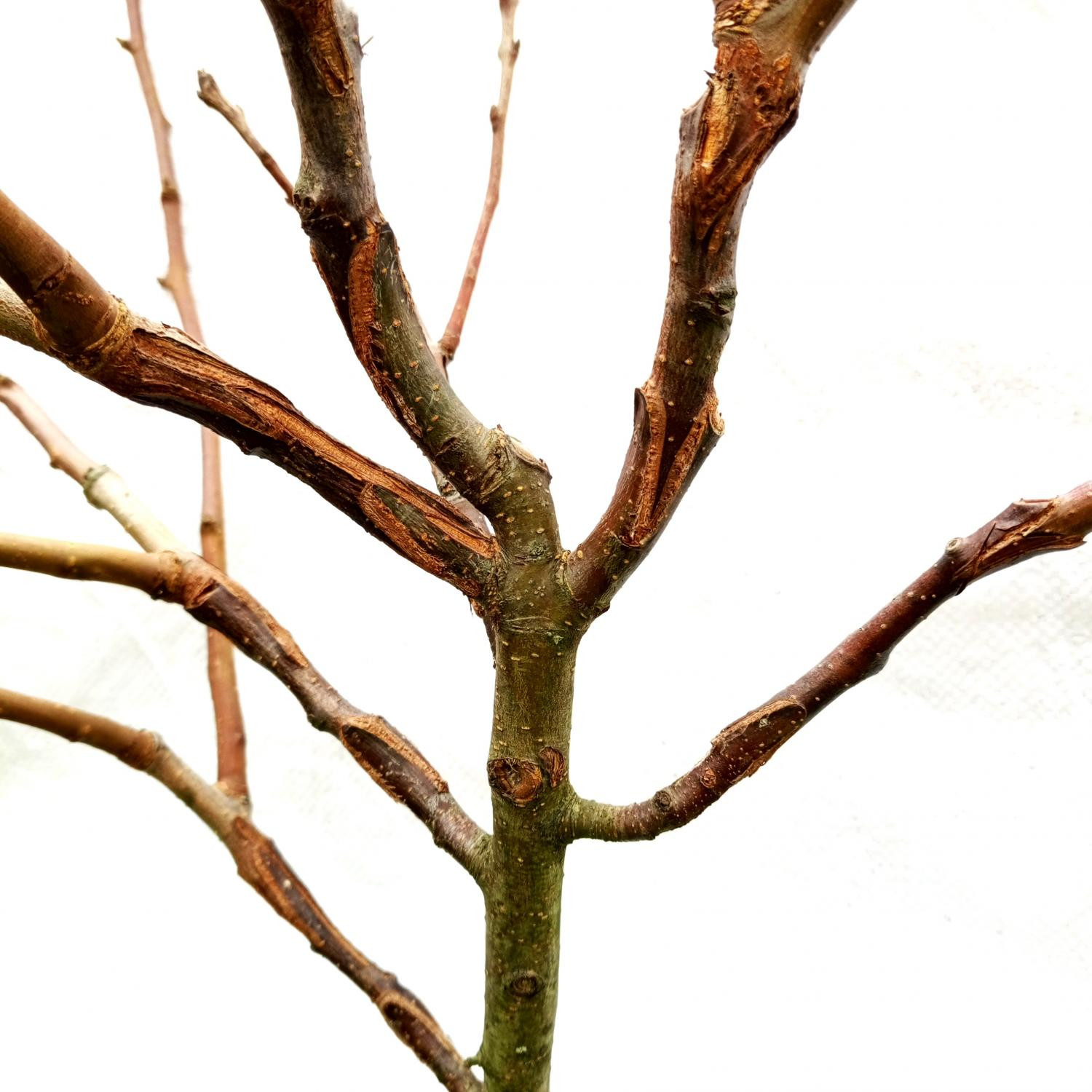 8. Однолетние прививки груши ‘Завея’ в крону яблони через совместимый интеркаляр (яблонево-грушевый гибрид первого поколения): б – прижившиеся прививки