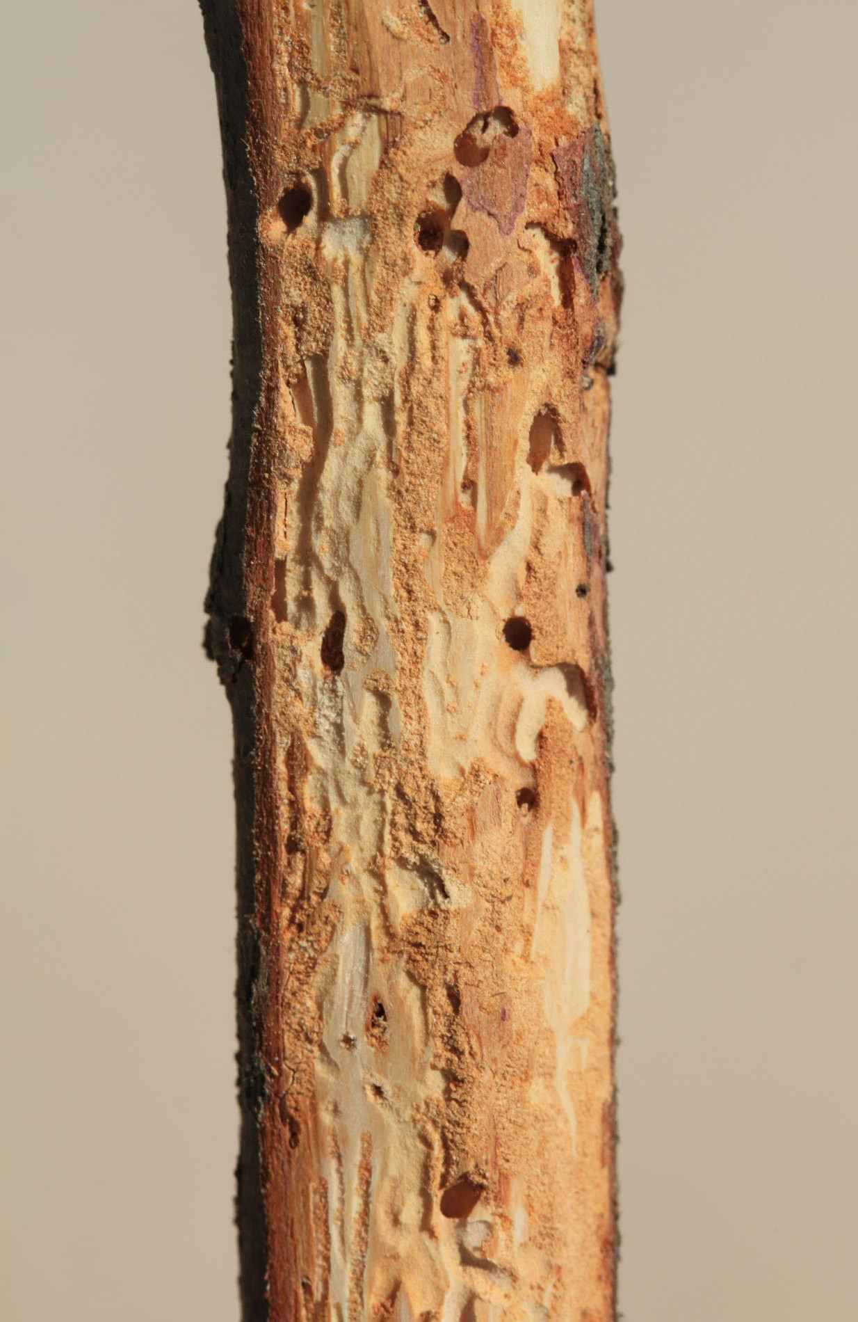 9. Ходы в мёртвой ветке