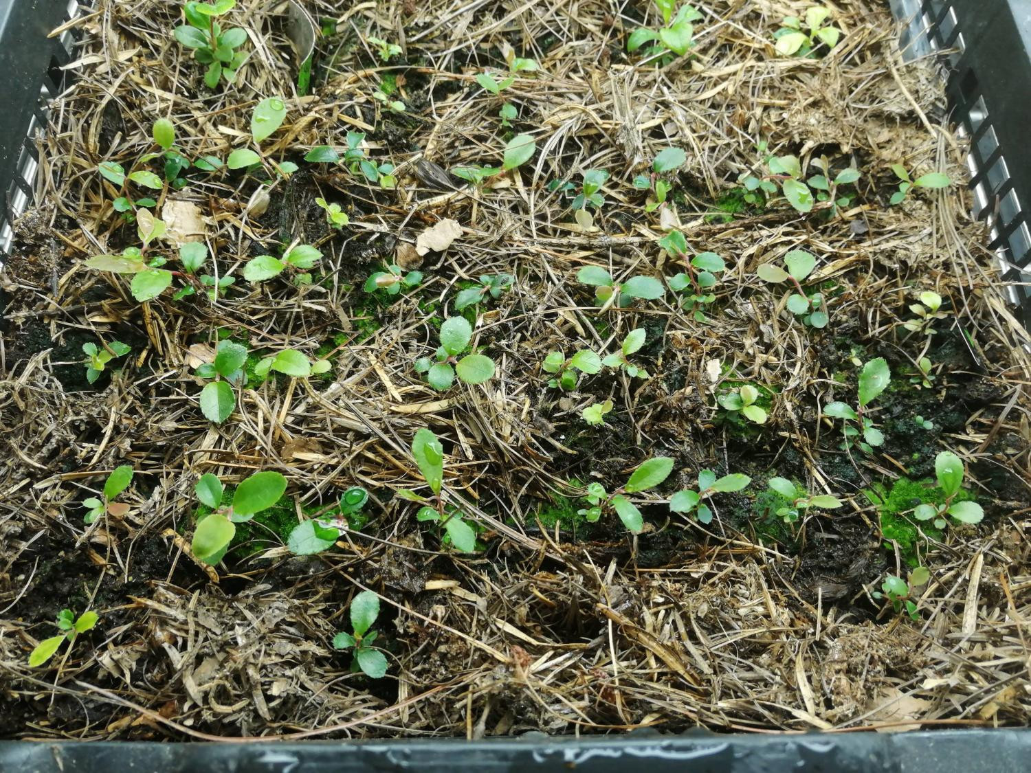 Сеянцы черники Смолла