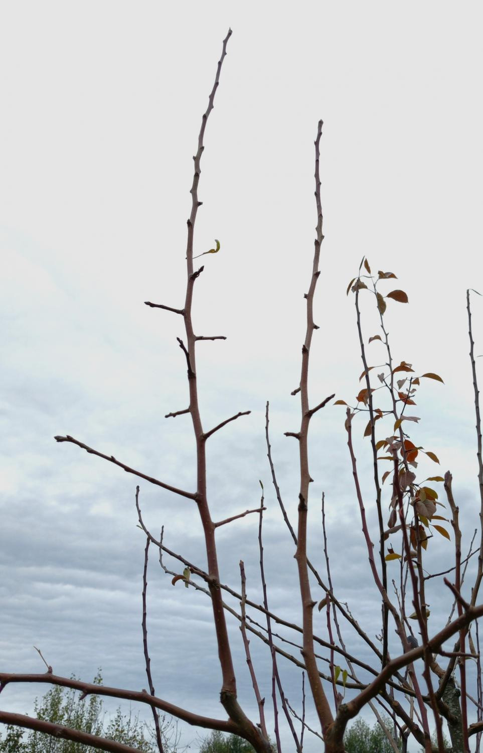 9. Разветвлённый однолетний прирост груши ‘Завея’, привитой в крону яблони через совместимый интеркаляр (яблонево-грушевый гибрид), 2025 год (листья удалены)