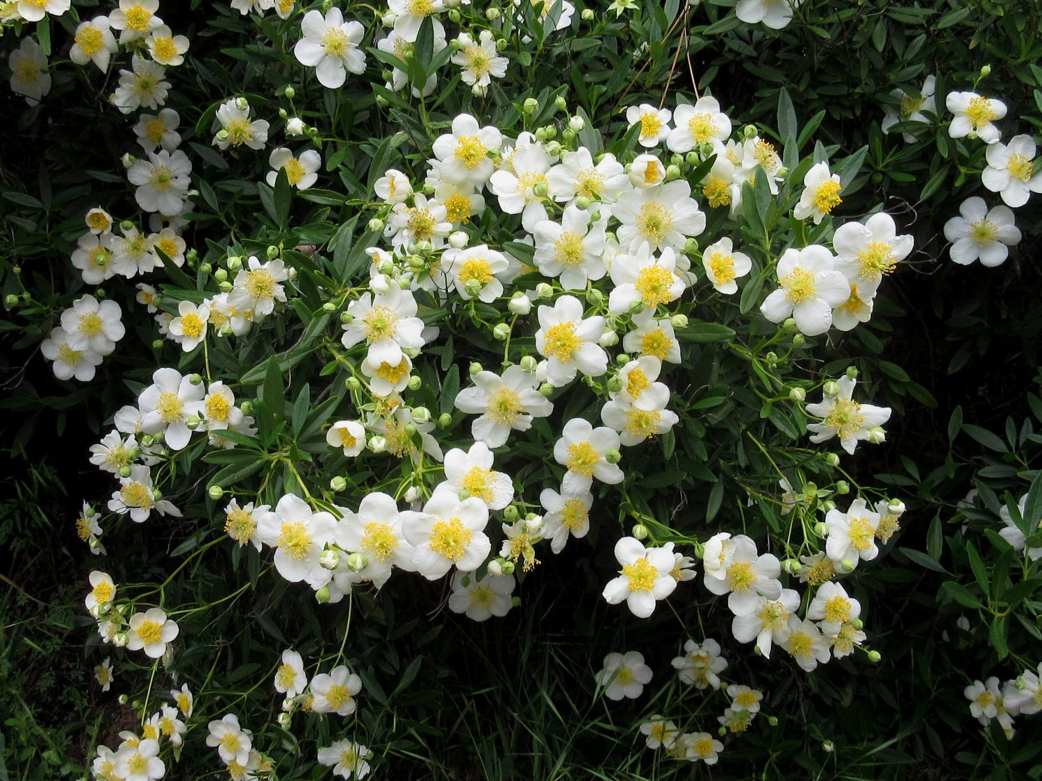 9. Карпентерия калифорнийская (Carpenteria californica Torr.)