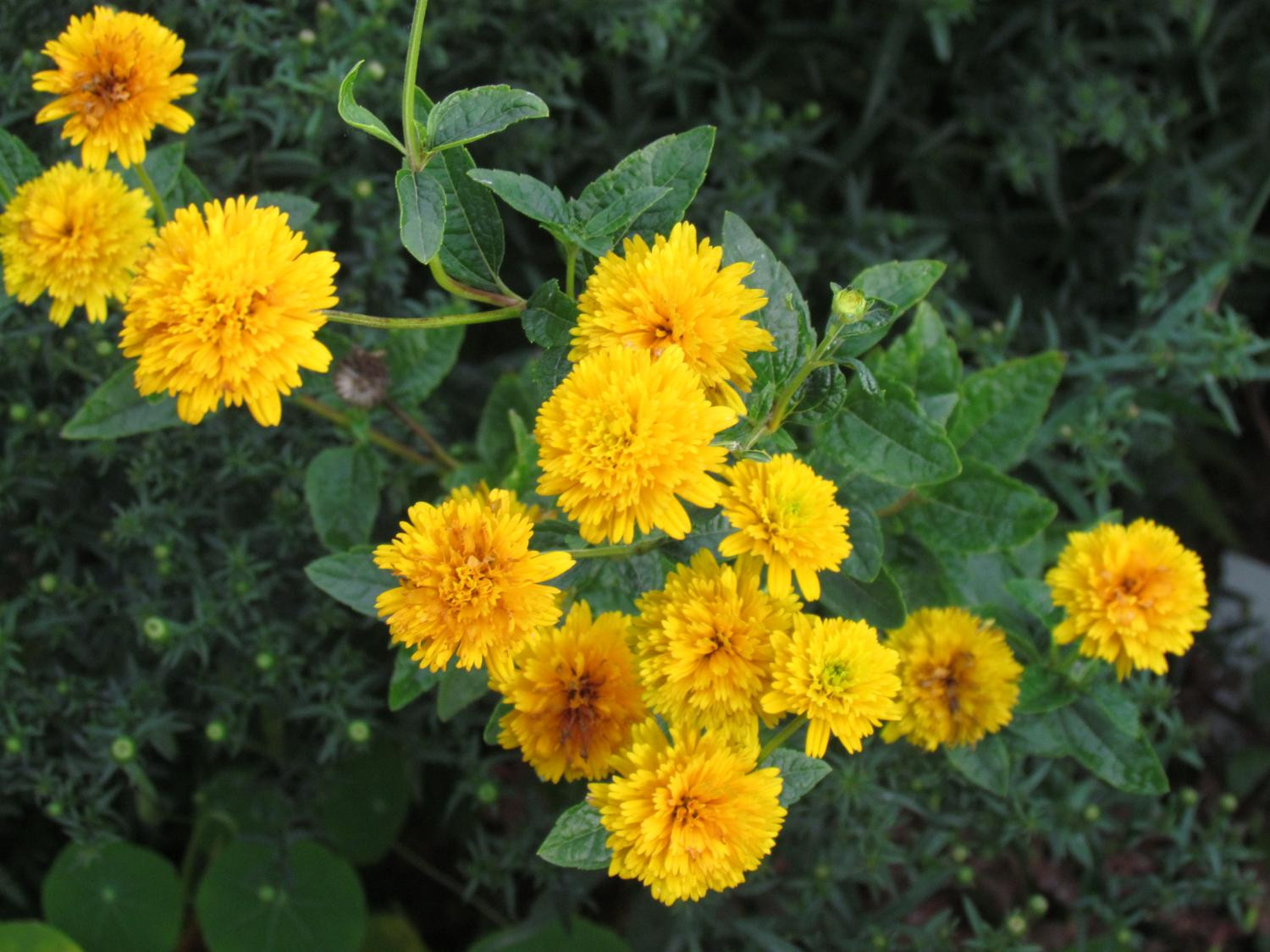 9. Гелиоптис шероховатый ‘Asahi’