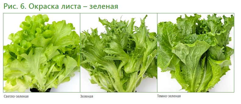 Салатный микс