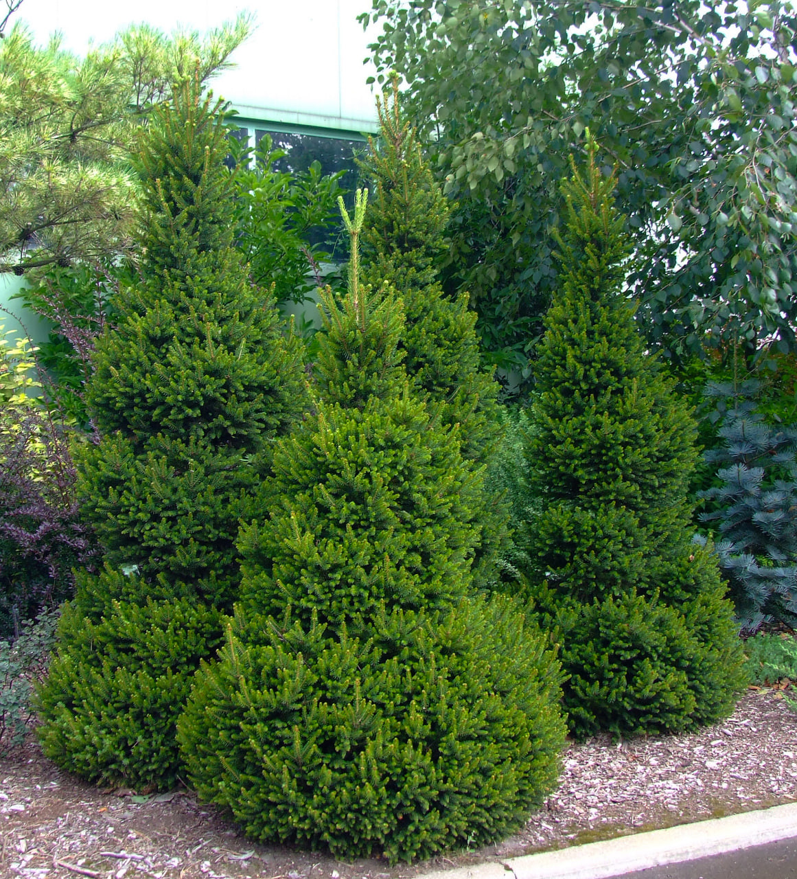 9. Группа растений ‘Wills Zwerg’ в августе