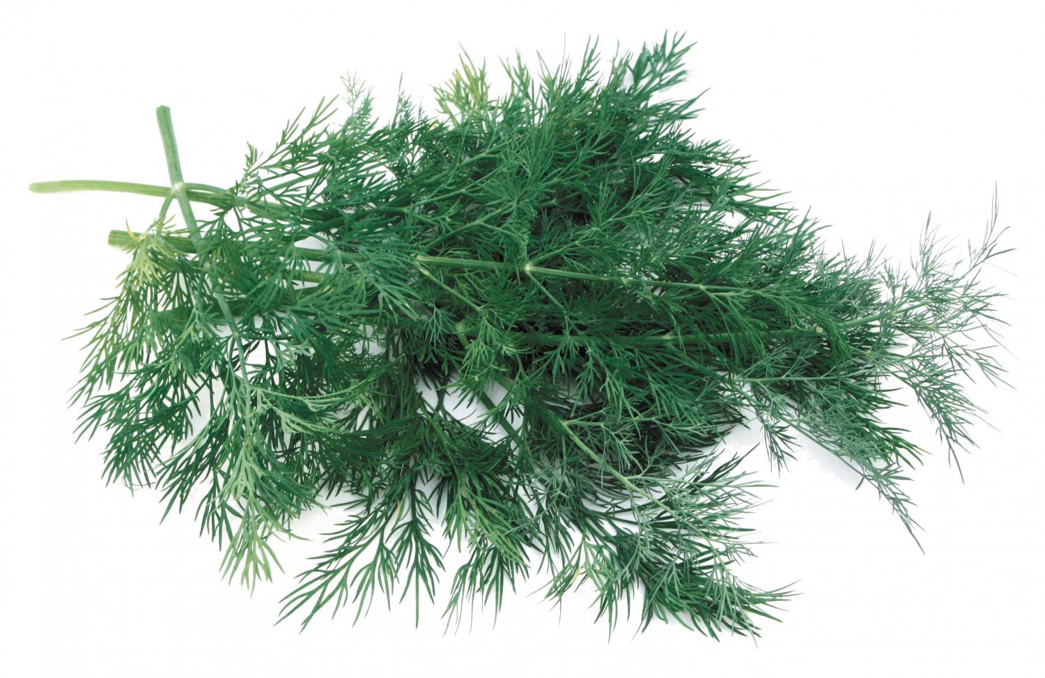 Укроп Арбалет