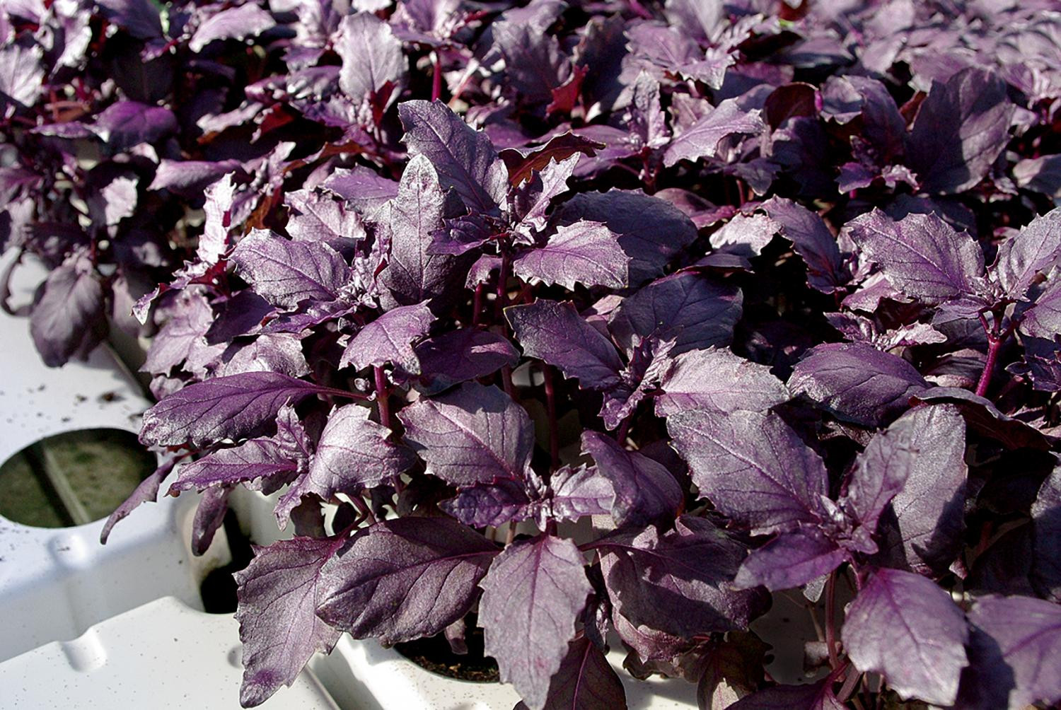 Базилик Жиголо