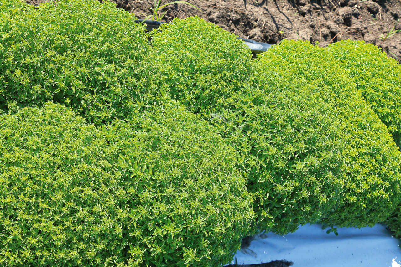 Базилик Космос