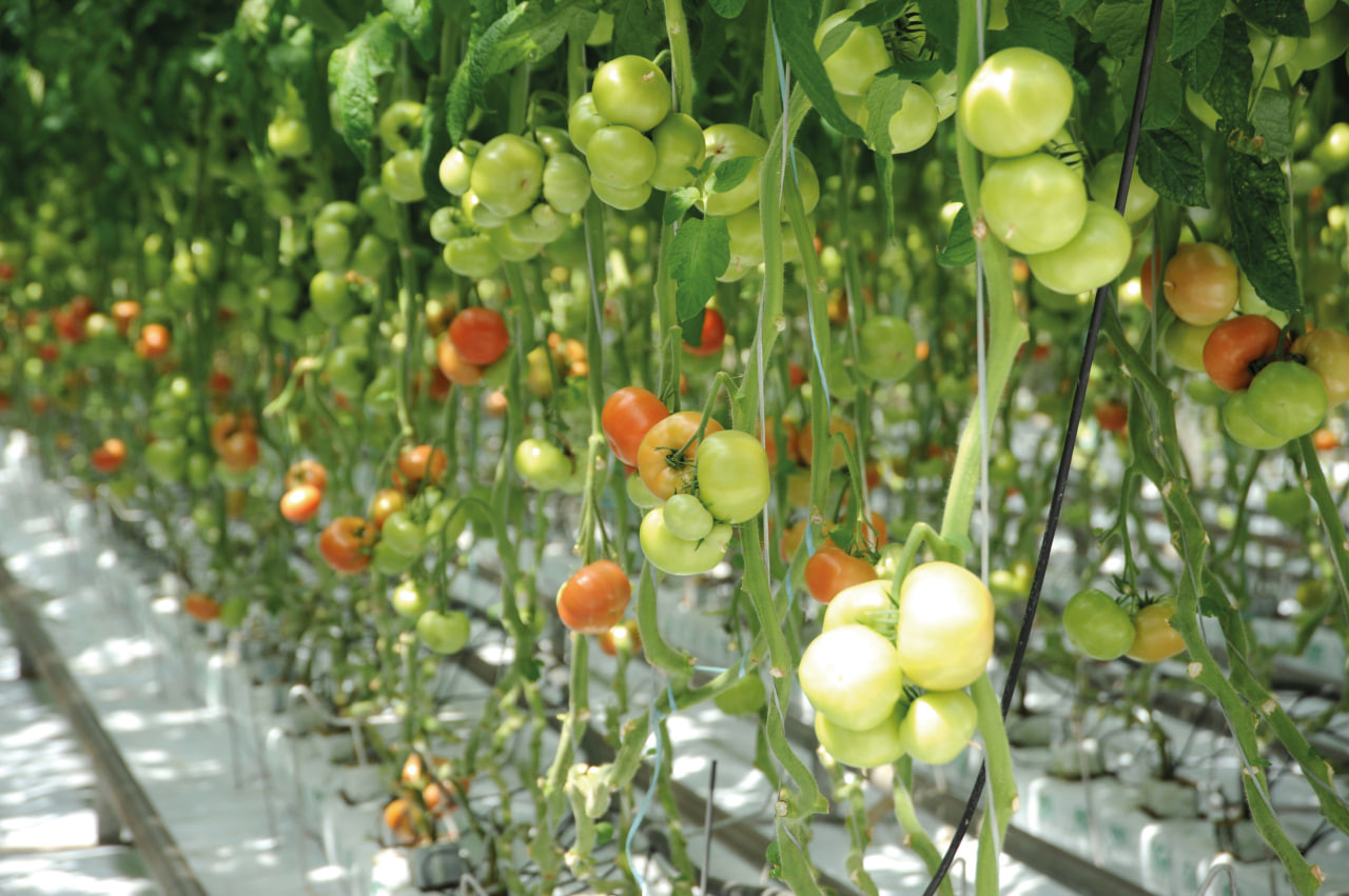 F1 Березина - высокий урожай даже при частичном досвечивании