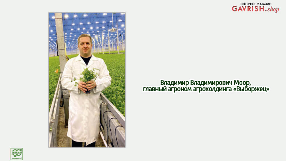 Российский производитель зелени: будет всё!