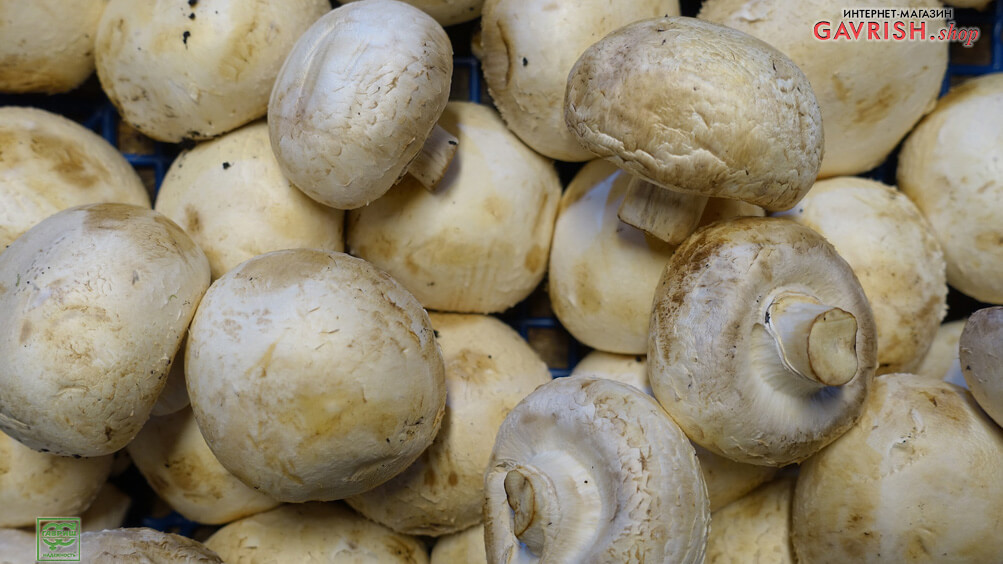 Как заработать на грибах: выгодное грибоводство