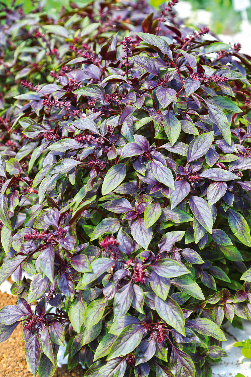 Вот горшок пустой...