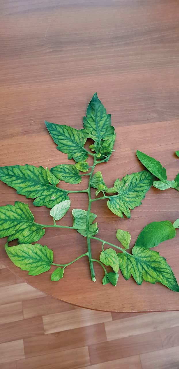 Дефицит магния