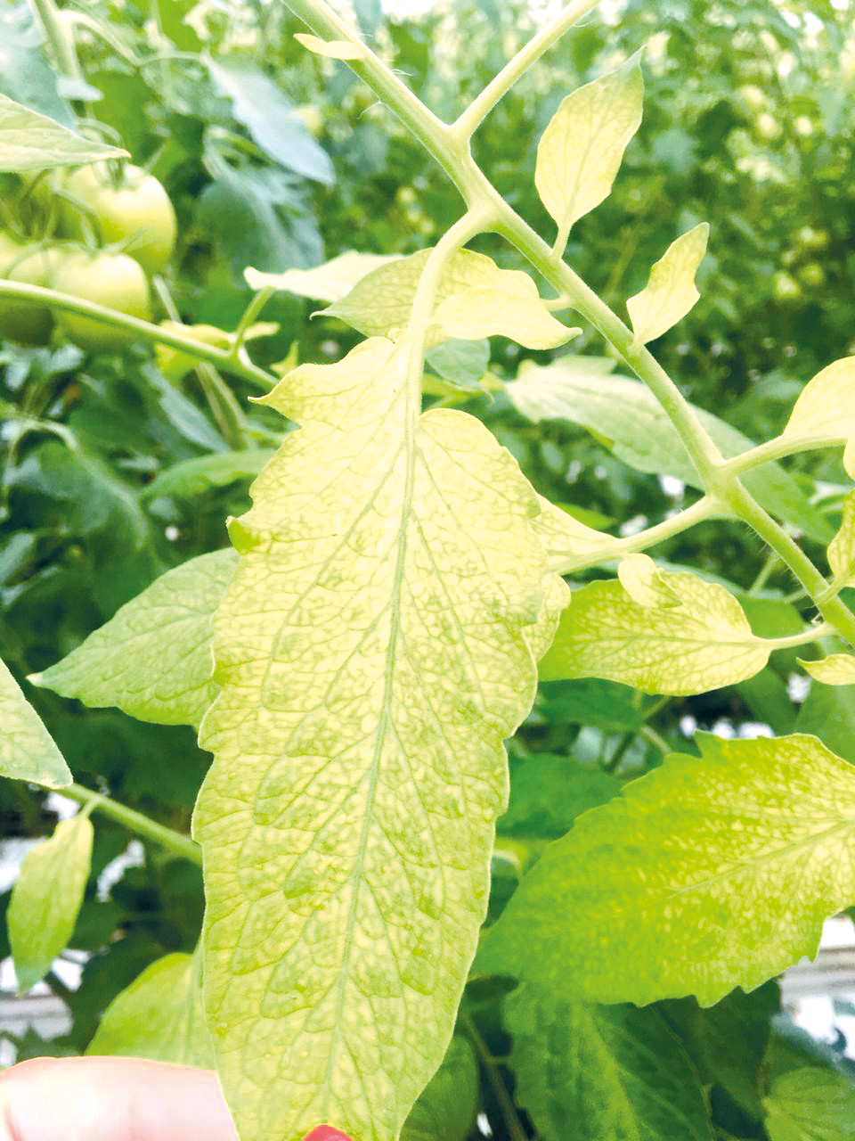 Дефицит железа