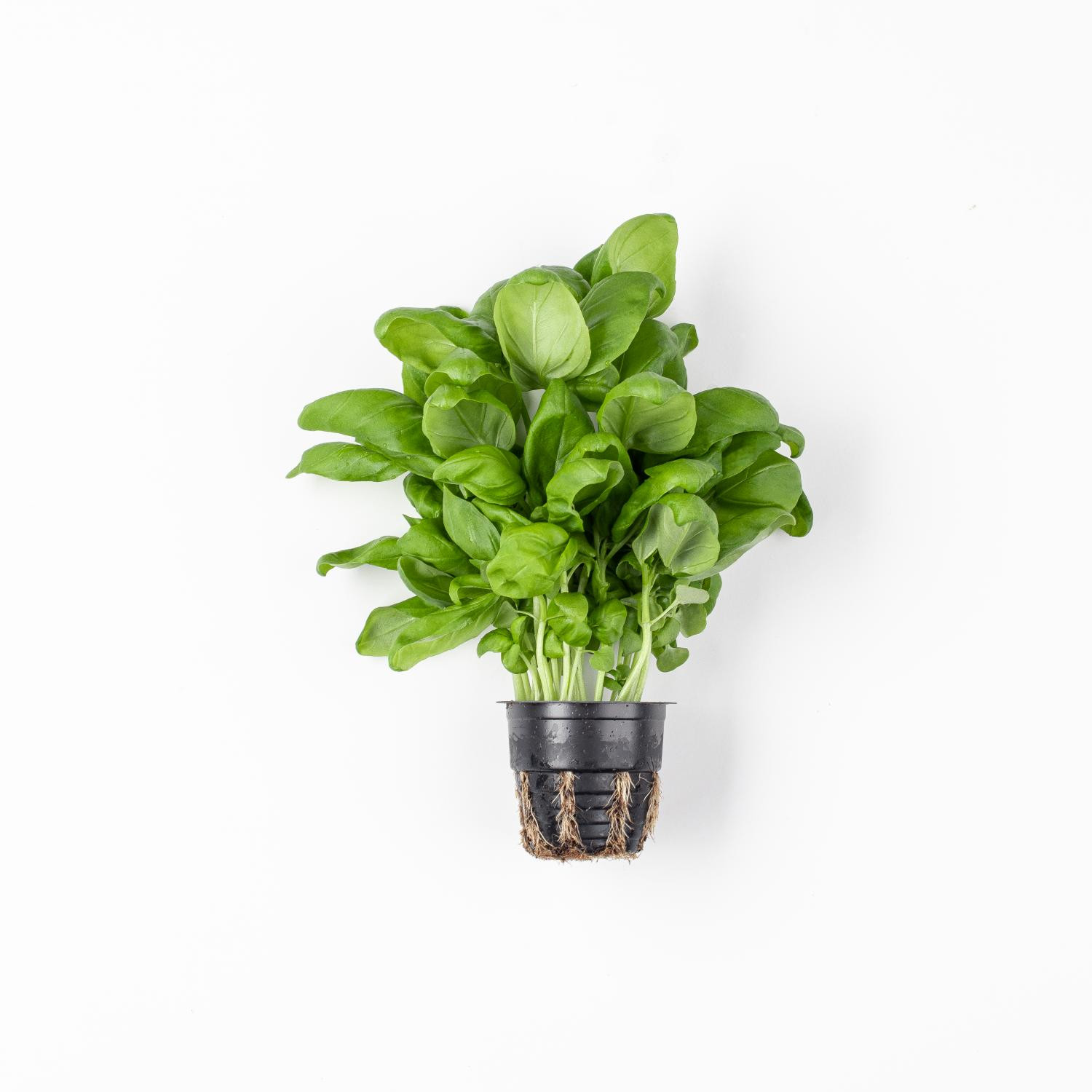 Вот горшок пустой...