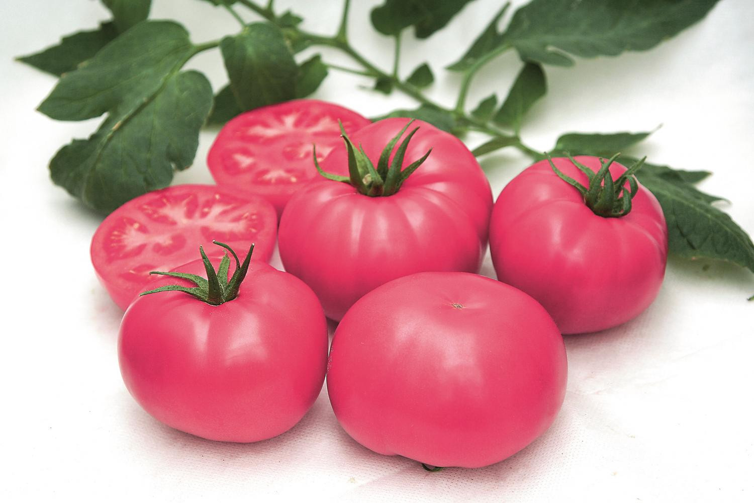 Розовоплодный гибрид томата F1 Розарио обладает устойчивостью к вершинной гнили и растрескиванию плодов