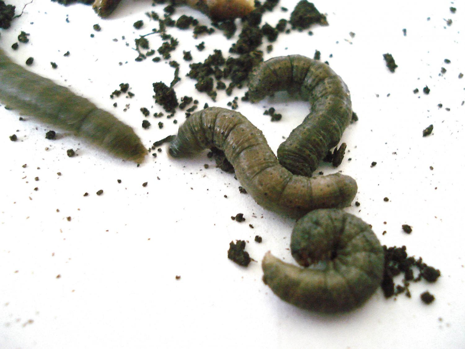 Рис. 1. Многоядные почвенные вредители: А - гусеницы озимой совки