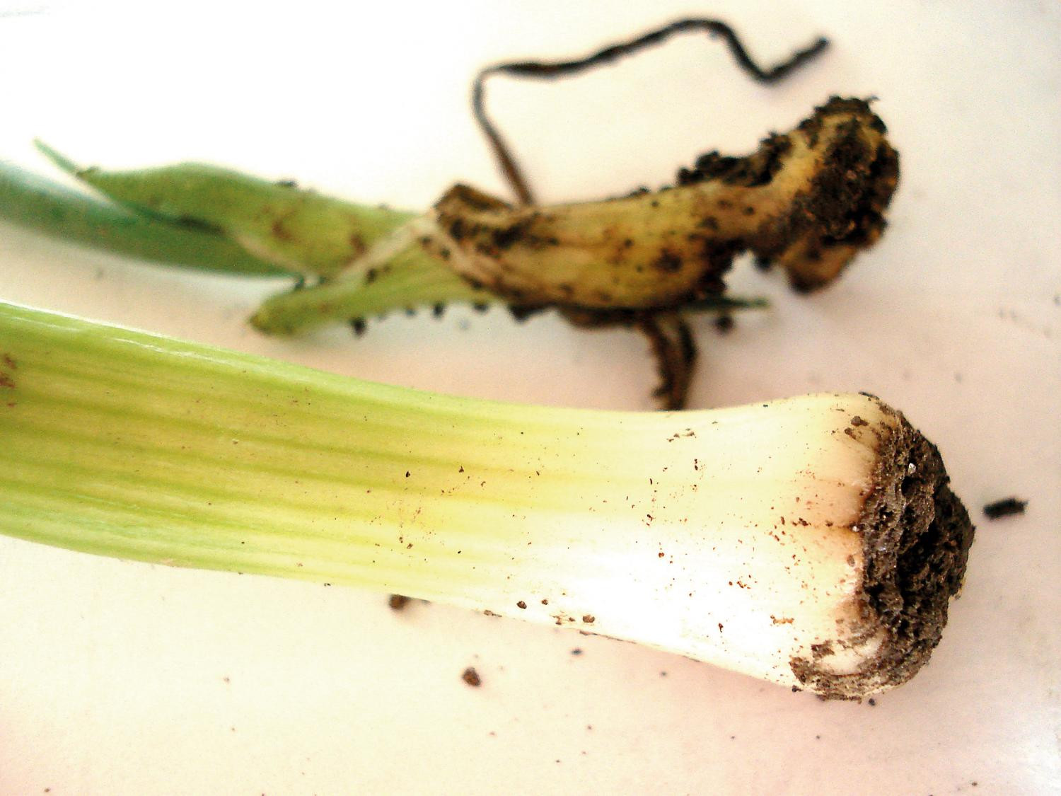 Лук-батун без «химии»