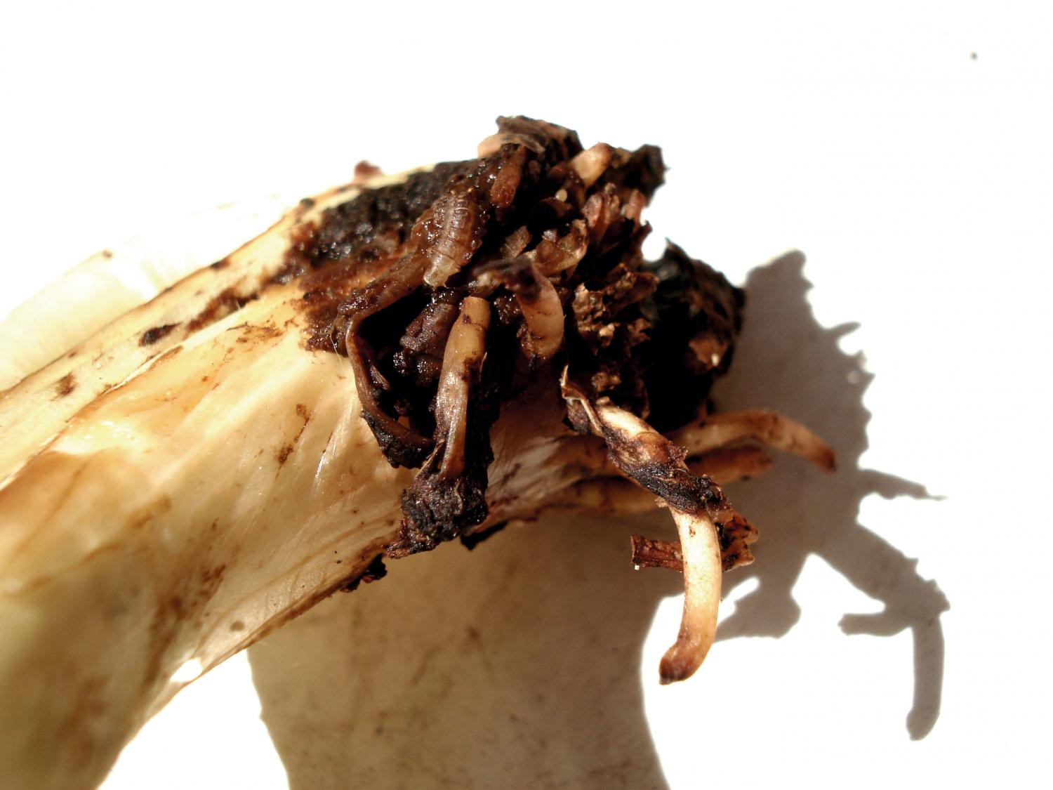 Рис. 1. Многоядные почвенные вредители: Г - повреждение корней и основания стебля почвенными обитателями