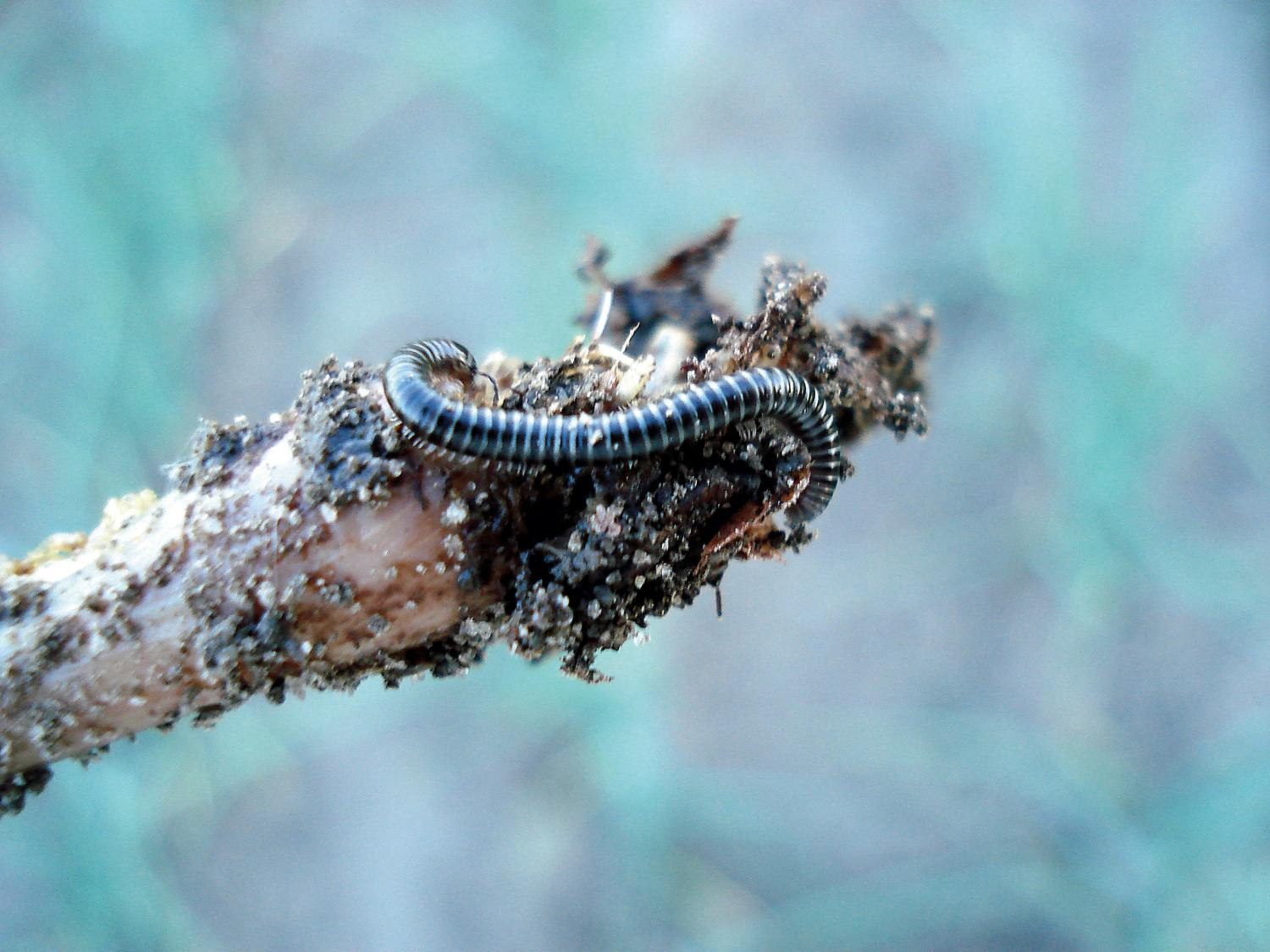Рис. 1. Многоядные почвенные вредители: В - многосвяз (кивсяки) на повреждённом растении